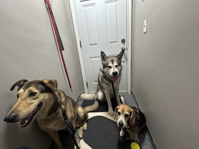Three dogs gathered together by a doorway