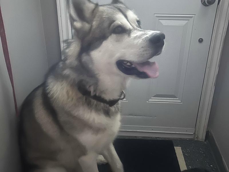 A husky waiting at the door